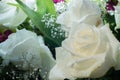 Closeup white rose color