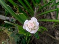 Closeup of white rose flower blooming from green leaves plant growing in the garden, nature photography
