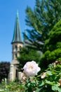 A Closeup of a White Rose at the Merrick Rose Garden in Evanston Illinois