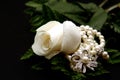 Closeup of a White Rose with Pearls
