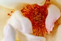 Closeup of white rose pollen in diffused light in autumn Royalty Free Stock Photo