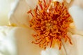 Closeup of white rose pollen in diffused light in autumn Royalty Free Stock Photo