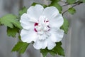 Closeup of a White Rose of Sharon Blossom I Royalty Free Stock Photo