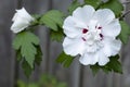 Closeup of a White Rose of Sharon Blossom II