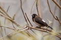 Closeup White-rumped Munia (Lonchura striata) perching on dry branch. Royalty Free Stock Photo