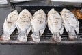 Closeup white salt grilled Tilapia fresh fish, local food style in Thailand