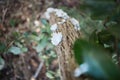 Closeup of white Schizophyllum commune on the tree. Royalty Free Stock Photo