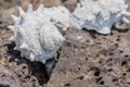 White seashell on top of volcanic rock