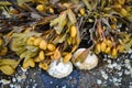 White shells and seaweed bladder wrack on the stones of Norwegian sea coast