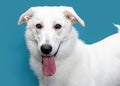 Closeup White Shepherd Happy Dog Blue Background Royalty Free Stock Photo