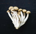 Closeup of white shimeji mushroom on black background