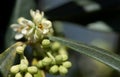 Closeup of white small flowers of olive tree. The flowers grow on the branch with buds and leaves in the background Royalty Free Stock Photo