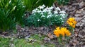 Closeup of white Snowdrop flower in a botanical garden on a summers day with copy space. Lush scenic seasonal plants Royalty Free Stock Photo