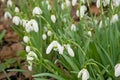 Closeup of snowdrops on the forest floor Royalty Free Stock Photo