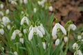 Closeup of snowdrops on the forest floor Royalty Free Stock Photo