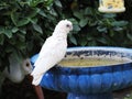 Closeup of a white Solomons cockatoo perching on a metal container in the garden Royalty Free Stock Photo