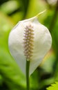 Closeup white spadix Royalty Free Stock Photo