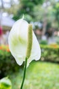 a Spadix flower Royalty Free Stock Photo