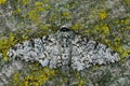 Closeup of the white speckled form of the peppered moth ,Biston betularia.