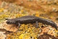 Closeup on a white speckled subadult Ishizuchi salamander, Hynobius hirosei