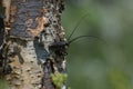 Closeup of a White-Spotted Sawyer Beetle on a tree in a field under the sunlight