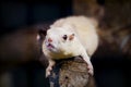 Closeup of a White squirrel (leucistic red squirrel) Royalty Free Stock Photo