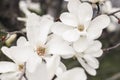 Closeup of the white star magnolia blossoms. Magnolia stellata blooming in the early spring in the garden, park Royalty Free Stock Photo