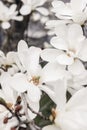 Closeup of the white star magnolia blossoms. Magnolia stellata blooming in early spring in the garden, park.. Japanese Royalty Free Stock Photo
