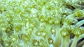 Closeup of white star shaped polyps ,soft coral, Maldives. Royalty Free Stock Photo