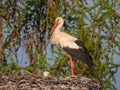 Closeup of a white stork nesting in Poland Royalty Free Stock Photo