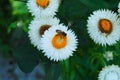 Closeup of white straw flowers and bee Royalty Free Stock Photo