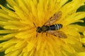 Closeup on a white striped sawfly species, Tenthredo koehleri in a yellow dandelion flower, Taraxacum officinale