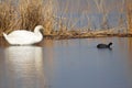 Closeup of white swan with black eurasian coot floating on lake with reflections Royalty Free Stock Photo
