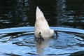 Closeup of a white swan diving for food Royalty Free Stock Photo