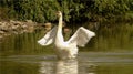 Closeup of white swan on the green water of a lake, big aquatic bird with wings spread out, wild animal Royalty Free Stock Photo