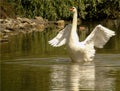 Closeup of white swan on the green water of a lake, big aquatic bird with wings spread out, wild animal Royalty Free Stock Photo