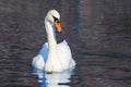 Closeup white swan swim in a quiet lake