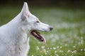 Closeup of a white Swiss shepherd dog, profile shot Royalty Free Stock Photo