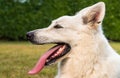 Closeup of White Swiss Shepherd dog profile with tong out Royalty Free Stock Photo