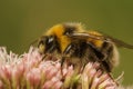 Closeup on a white-tailed bumblebee, Bombus lucorum, male on a pink Eupatorium flower Royalty Free Stock Photo