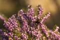 Close up of a White tailed Bumblebee on pink heather flowerss, pieris.