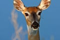 Closeup of White tailed Deer doe Royalty Free Stock Photo