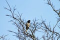 Closeup of a White-tailed Jay perched on a leafless tree branch Royalty Free Stock Photo