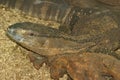 Closeup of a White-throated monitor Royalty Free Stock Photo