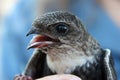 White-throated Swift closeup