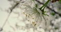 Closeup white tree flowers blooming cloudy sky. Macro cherry tree blossom