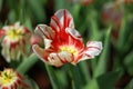 Closeup, White tulip mix red flower are blooming in the garden so very beautiful