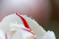 White tulip petals with red stripes covered with raindrops Royalty Free Stock Photo