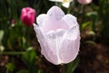 Closeup of a white tulip with water droplets under the sunlight Royalty Free Stock Photo