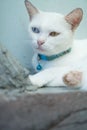 Closeup White Turkish Angora cat with heterochromia